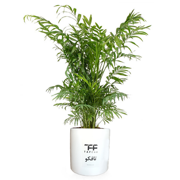 گل طبیعی شامادورا تافکو کد 2028