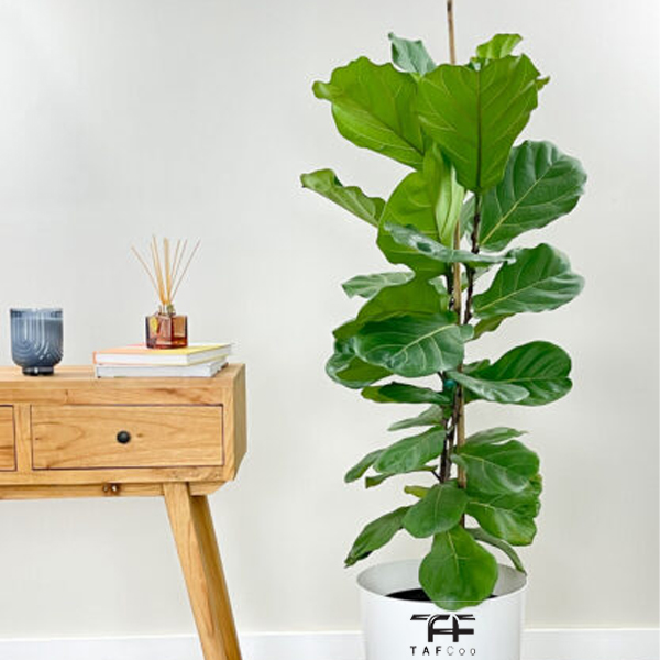 گل طبیعی فیکوس لیراتا آفریقایی تافکو کد 2022